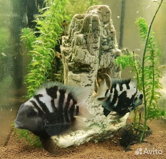 Аквариумные рыбки цихлиды