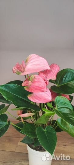 Антуриум Pink Champion