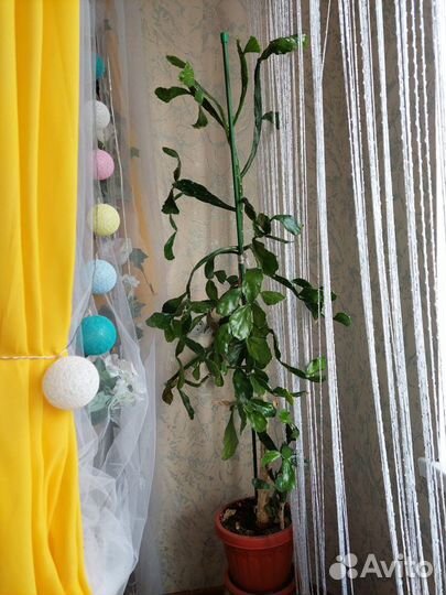 Комнатные цветы