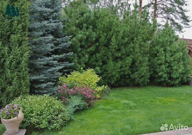 Сосна черная артикул u-8365