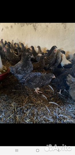 Продаю куры молодые 4 месяца