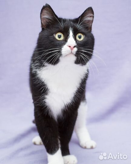 Разговорчивый котик