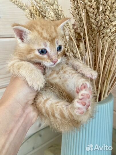Котенок рыжий