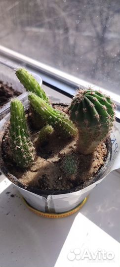 Кактус