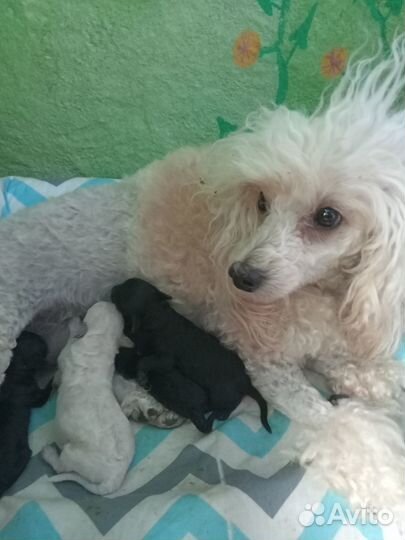 Девчушки пуделюшки