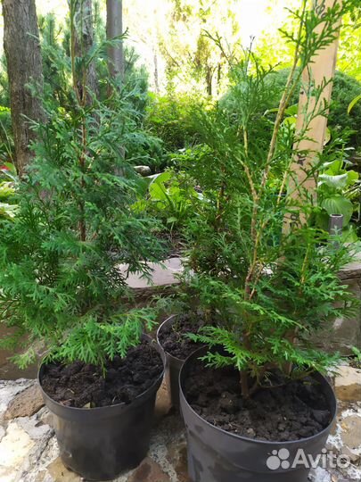 Туя колумна