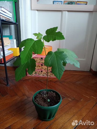 Фиговое дерево, инжир