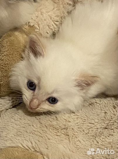 Отдам бесплатно