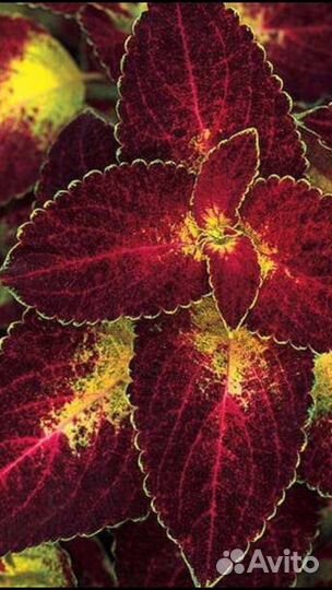 Колеус срез