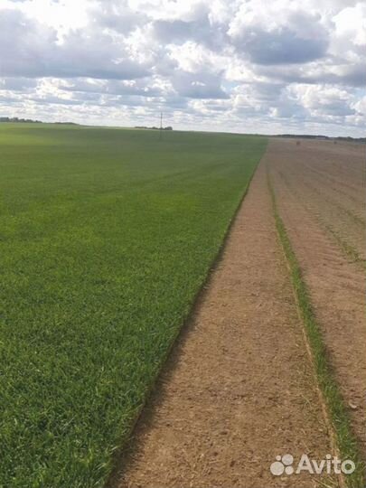 Рулонный газон