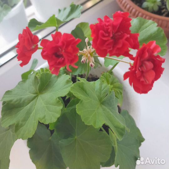 Герань сортовая