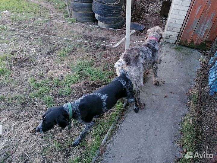 Вязка дратхаара