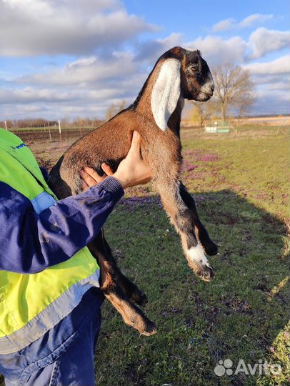 Козлята камори- нубийские