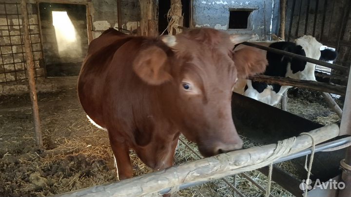 Телка 1.5 года нетель