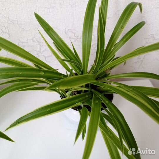 Хлорофитум