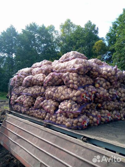 Продам картофель