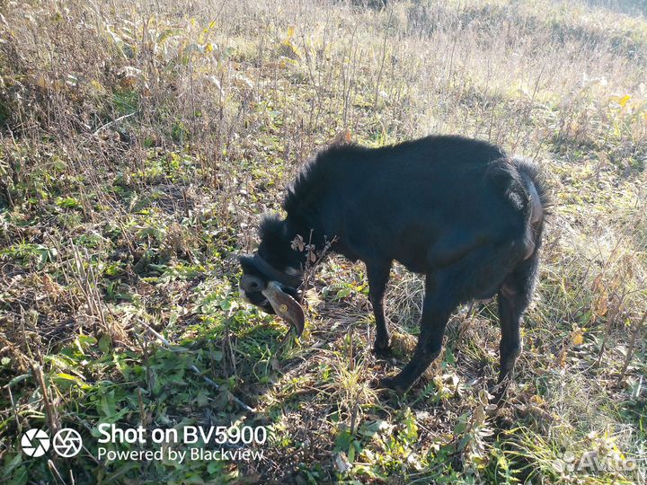 Козел для вязки