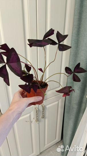 Комнатные цветы кислица