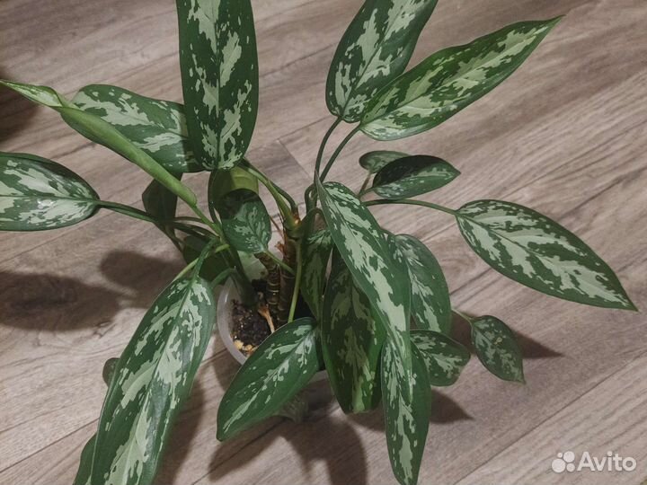 Аглаонема мария