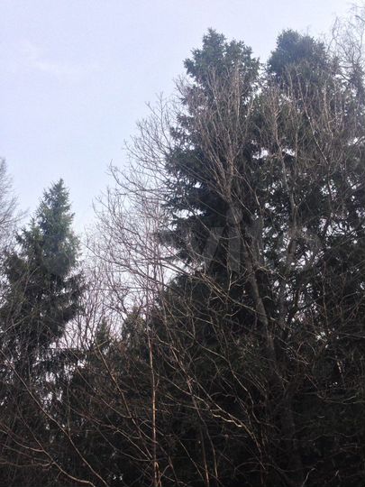 Участок 15 сот. (ИЖС)