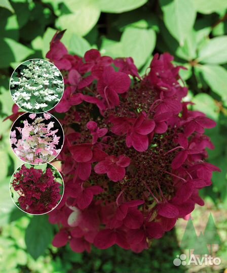 Гортензия метельчатая взрослые саженцы