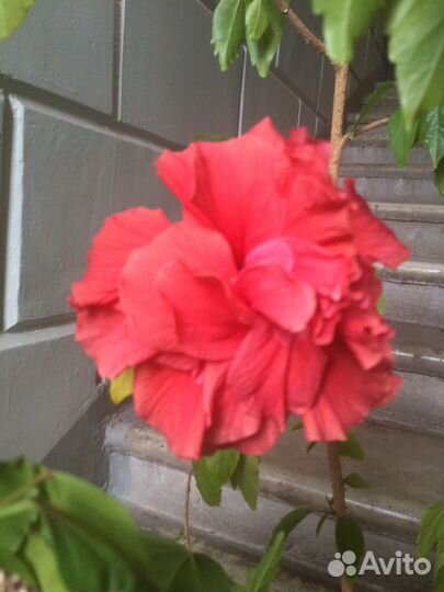 Олеандр махровый, шеффлера, фикус, гибискус