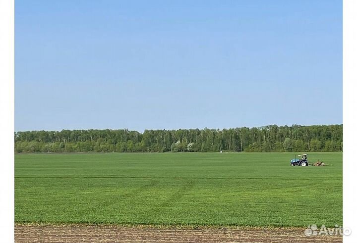 Рулонный газон
