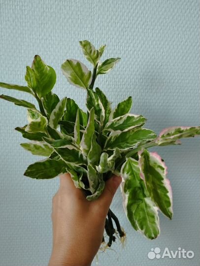 Педилантус