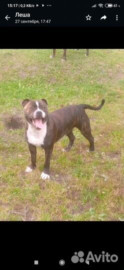 Стаффордширский бультерьер щенки