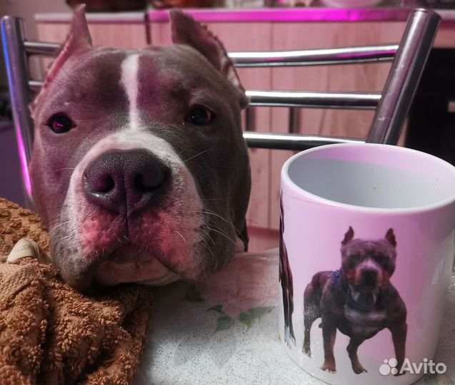 Питбультерьер вязка