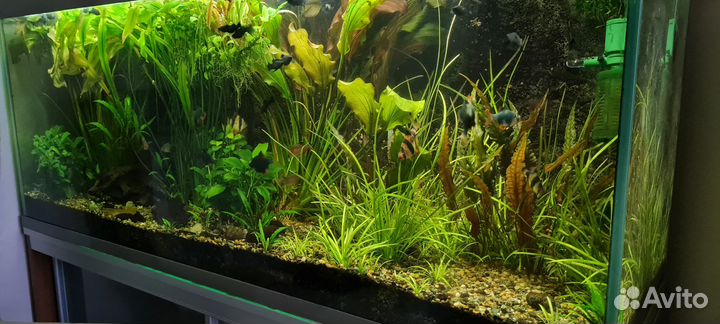 Аквариум