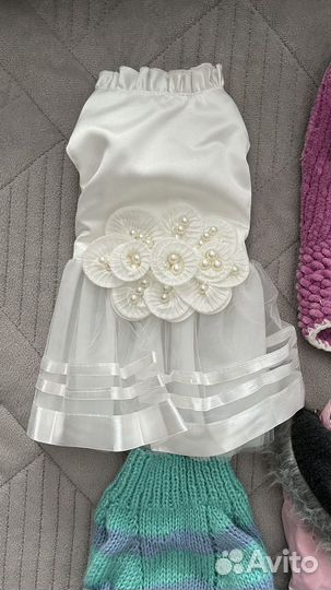 Одежда для собак