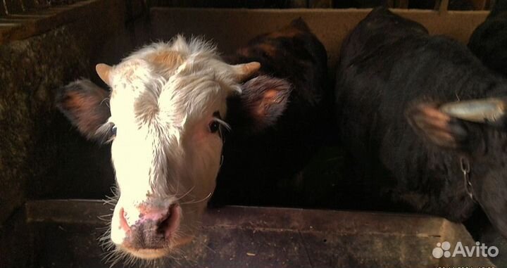 Первый это бычок, две другие телки