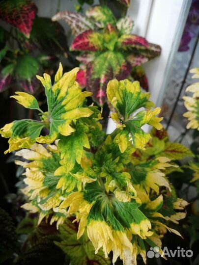 Колеусы вегетативные