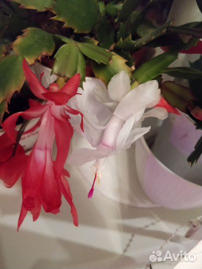 Декабрист, шлюмбергеры 4 сорта