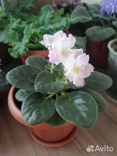 Фиалка(листочки)