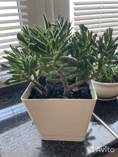 Денежное дерево толстянка крассула хоббит