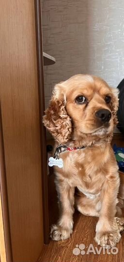 Кокер спаниель, случка