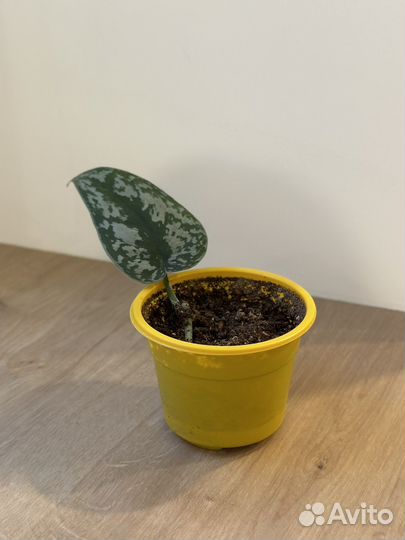 Сциндапсус треби