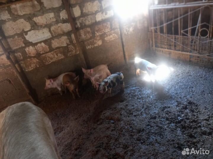 Поросенок 1 месяц