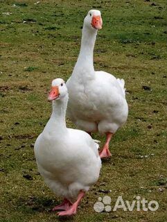 Гуси и утки