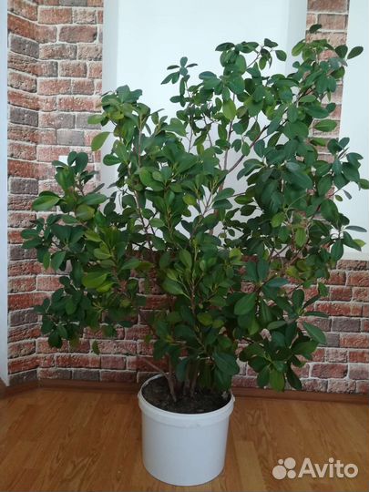 Комнатное растение