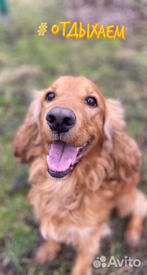 Гостиница для собак. Передержка в частном доме