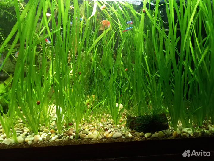 Растения для аквариума