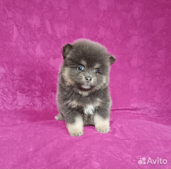 Померанский шпиц