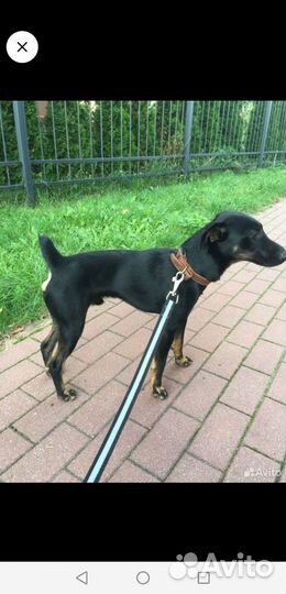 Найдена собака