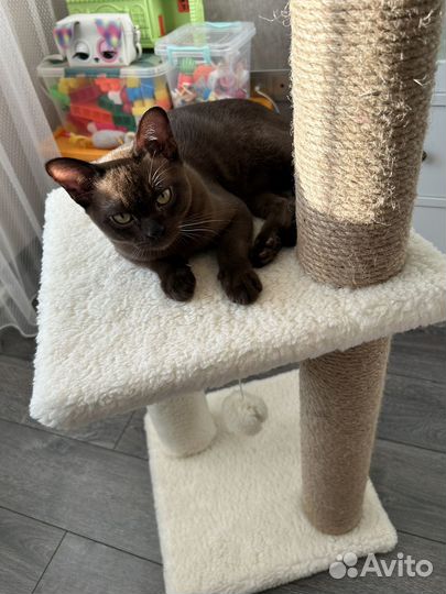 Бурманский котик