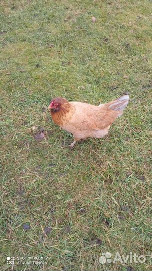 Куры молодки