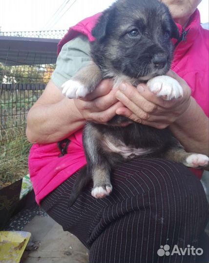 Щенки Алабай