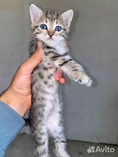 Кошки и котята